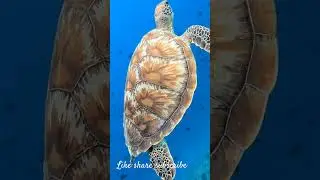 Sea Turtle: Epic Underwater Adventure | Ocean Exploration, Marine Life, Rare Sighting