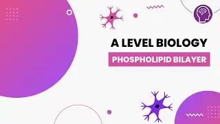 Phospholipid Bilayer | A Level Biology | OCR, AQA, Edexcel