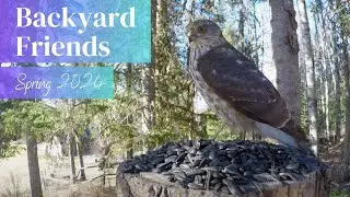 Backyard Friends | Spring 2024 | Squirrels, birds, birds of prey