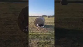 Just Boo running around and around and around a hay bale haha