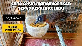 CARA MENGEVURKAN TEPUS KEPALA KELABU | TEPUS KEPALA KELABU GACOR