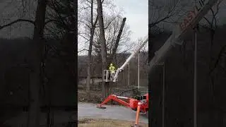 Multiple Tree Removal