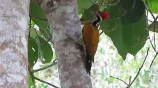 Greater Flameback (Chrysocolaptes guttacristatus)