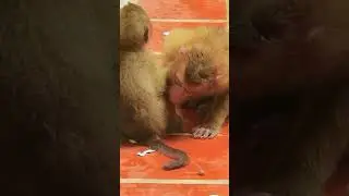 She's been treating Rainbow's wounds.