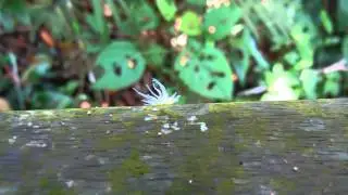 Flatid Planthopper Nymphs?