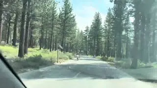 New Shady Rest Campground, Mammoth lake California