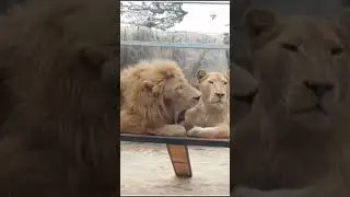 𝑀𝓇&𝑀𝓇𝓈 𝐿𝒾𝑜𝓃 🦁 𝐿𝒾𝑜𝓃𝑒𝓈𝓈 💞 | रोमांटिक जोड़ी #couple #viral #video #wildlife #pride #lion #lioness #jodi