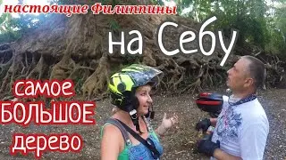 #Филиппины. Dao Tree, Tuburan - это место на #Себу вы точно не знаете! / Филиппинские чудеса