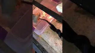 BLACK PINE SNAKE INSANE FEEDING RESPONSE