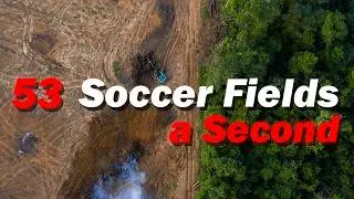 Deforestation Is Worse Than You Think&mdash;And It&rsquo;s Just the Beginning