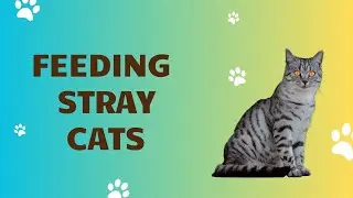 Feeding stray cats in Baku 🐈 #cat #cute#catvideos #straycat #adorablepaws#video #subscribe