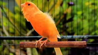 1 Hour Canario Belga Singing Training &ndash; Natural Canario Cantando for Daily Stimulation