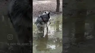 Me- baths him for 3 hours 😓❤️#bathtime #naughty #husky #huskyplaytime #playtime #huskyloversunite