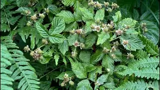Relaxing Forest Walk,  Nature Sounds, Mindful Escape, Enjoying a swim and wild berries