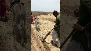 فلاحون صحراويون يعملون بجهد باستخدام الحمير في الزراعة