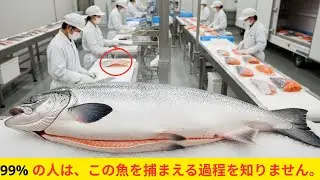 サーモンがスーパーに並ぶまで72時間 | 72 Hours: From Salmon to Supermarket Shelves