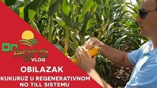 Regenerativni no till kukuruz