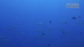 イソマグロの群れ100603