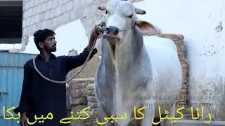 Sibi Mela | Shan E sibi | Rana Cattle | Sold Out 2021