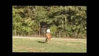 Miracle's Video By By Horse Of My Dreams
