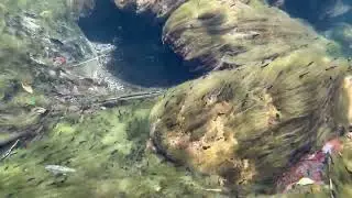 梨山鱒水中觀察
