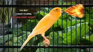 The Best Canary Training‼️Your Belgian Canary Singing Very Loudly🐦