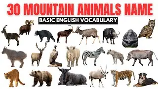 Mountain Wildlife for Kids 🏔️ | 30 Animals | Fun Facts | Learning Time