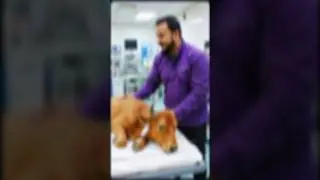 Injured Buffalo Rescue 🐃 | Emotional Animal Treatment & Recovery Story #animals #rescueefforts #fyp