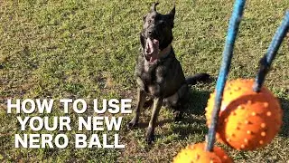 Wear Out Active Dogs in 15 Mins - Full Nero Ball Review