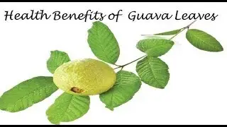 Amazing Benefits of Guava Leaves Fights Cancer, Lowers Cholesterol, Treats Diabetes & Help Hair Loss
