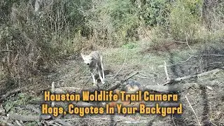 Coyotes and Hogs Invading Texas Backyards - What I Found