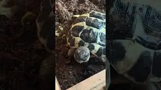 Creating a Cozy Turtle Habitat in My Terrarium