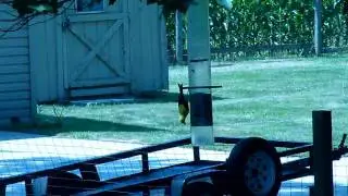 Bird gold finch hanging upside down