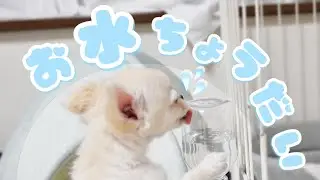 初めてウォーターノズル使って、困っちゃったワンちゃん｜ChibiTV