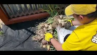 Harvest Onion & Garlic | Small Garden | Panen Bawang & Bawang Putih| Kebun Kecil