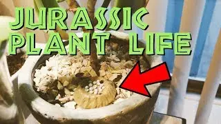 Jurassic Park Plant Life - Creating Jurassic Park Wild LIfe- VLOG