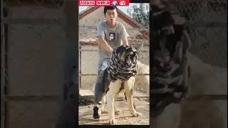 Kangal Dog Vs Alabai Dog Fight#shortvideo #animalworldtv