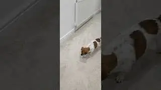 Ooh Piece of Candy! - Family Guy - James Woods. But Dog!