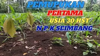 PEMUPUKAN PERTAMA SETELAH TANAM|USIA 1 BULAN|CONTAK PERSON 085379214960