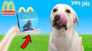 Лабрадор пробует Happy Meal с Русалочкой из Макдоналдса!!