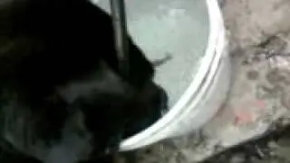 perro recoje pelotas