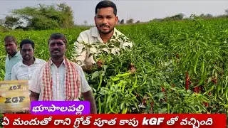మిరపలో గ్రోత్ సందులేకుండా కాపు నల్లీ బ్లాక్ త్రిప్స్ 100% కంట్రోల్  #kgf @raithusamacharavedika  