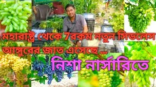 নতুন প্রজাতির 7রকম সিডলেস আঙ্গুর গাছ,যে গুলি আমাদের হট ক্লাইমেন্ত-এ সম্ভব।Nisha Nursery