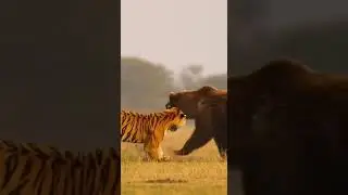 Tiger vs Bear: The Shocking Battle You Never Saw Coming