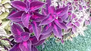Os coleus estão lindos