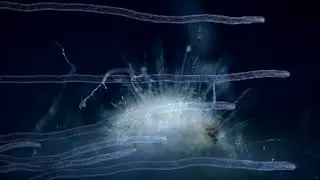 Psychrosis - Soundscape Instrument Alt Chill. Carvae Music