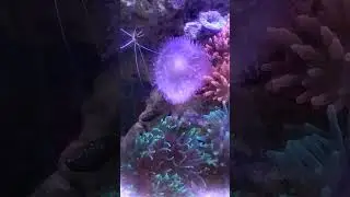 BALONG BUNTUNG AND ROSE BUBBLE TIP ANEMONES