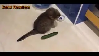 VIDEO DE GATINHOS APRESENTA O PEPINO MALDITO - CANAL RISADINHA 2