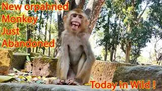 New orphaned Monkey Just Abandoned Today in Wild !