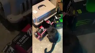 BLACK CAT 🐈&zwj;⬛ = BAD LUCK‼️